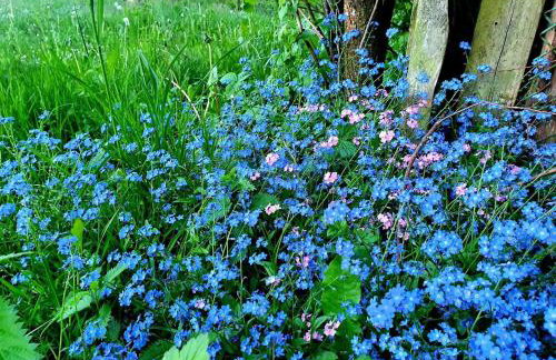 Domek de Janauis - Foto 78