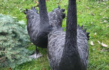 Ferienwohnung Goldfasan - Foto 28