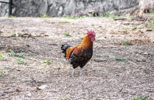 Casa rural Bejeque - Foto 6