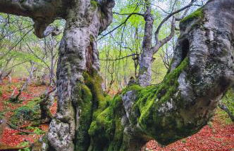 Casa Rural Entre Valles - Foto 15