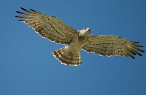 Le Petit Viala - Foto 28