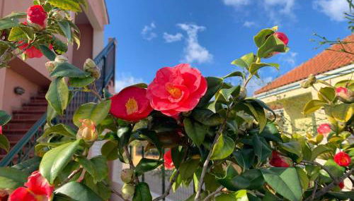 Melissani House - Photo 3