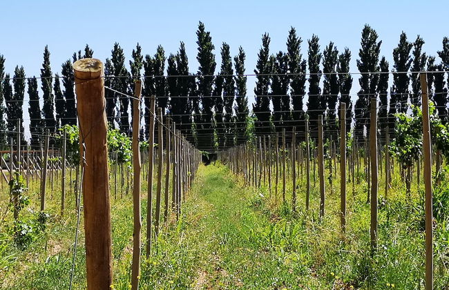 Complejo Río los Patos - Cabañas y Hostel - Photo 54