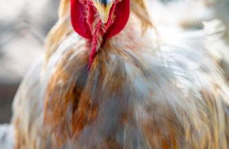 Gîte Mimosa au milieu des vignes - Château les Apiès - Foto 35