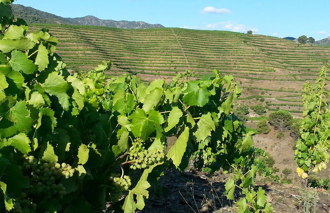 Casa Vella del Pantà de Riudecanyes - Foto 75