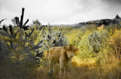 Apartamentsaloriaburg - Foto 29