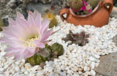 Tropical House - Foto 25