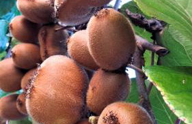 RUSTICO MEDITERRANEO Apartment with large terrace by Villa Mihaela Poreč - Foto 18