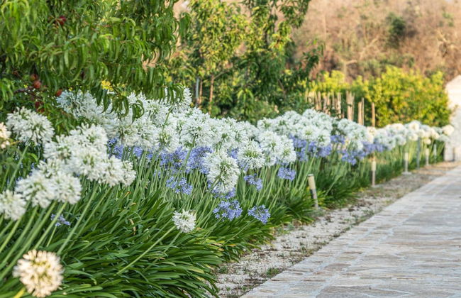 Panacea Residence - Foto 22