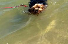Búzios Praia da Ferradura Linda casa dentro de Condomínio com toda infraestrutura - água e luz inclusos na tarifa - Foto 68