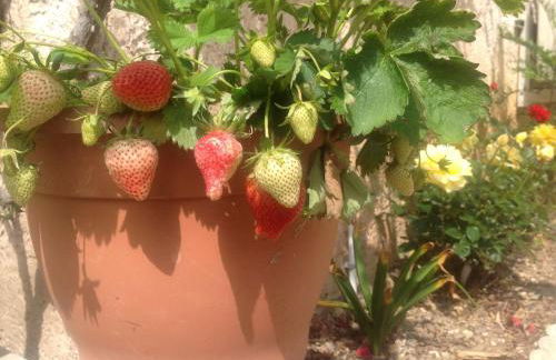 Apartment Mimet la diote- Ausflug in die Sonne und in die Ruhe by Interhome - Foto 12