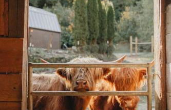 Highland Farms - Your Private Forest Farm - Foto 5