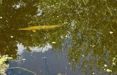 Villa Varona Resort, Heated Pool, Ping-Pong, Pool Table, Fire Pit and Pergola - Foto 18