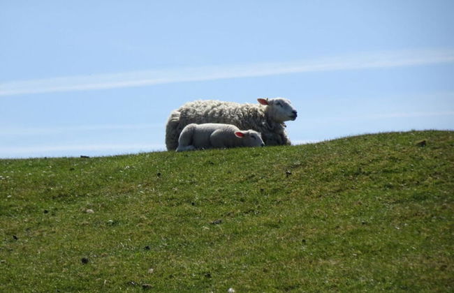 Holiday Home Gray Seal - Photo 17