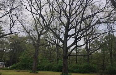 The Acorn at Oak Lodge - Foto 17