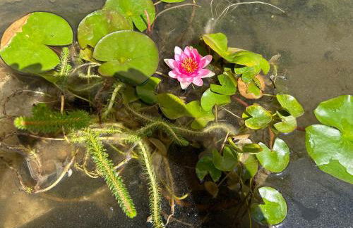 Chez Courbou - Foto 14