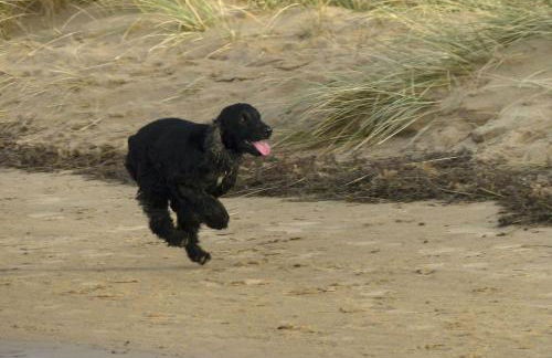 Tern Cottage - Foto 51