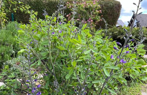 Hennen-Nest - Foto 37