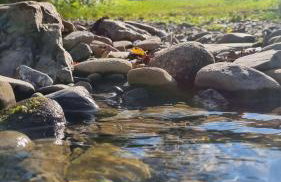 Pod Smerekiem - Photo 25