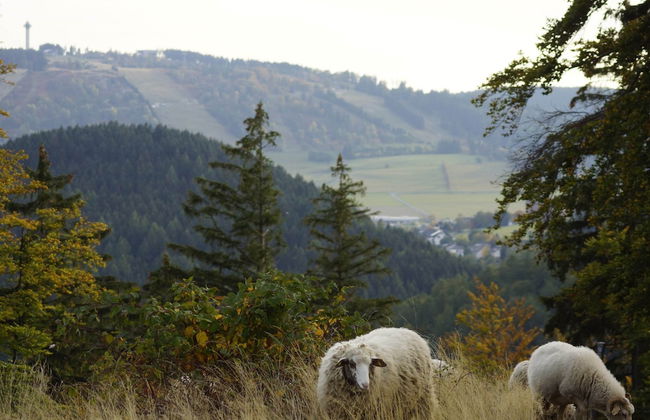 Holiday Home in Willingen Near Ski Slopes - Foto 24