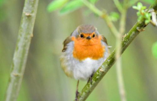 U Wileńskich - Foto 25