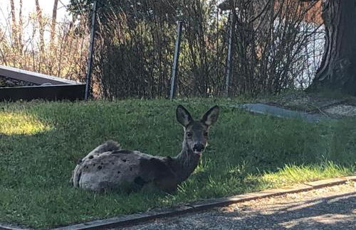 Villa Alpenblick - Photo 54