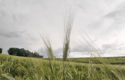 Azienda Agrituristica Colle San Giorgio - Foto 28