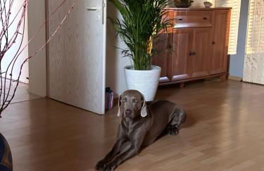 Ferienwohnung in der Schorfheide - Foto 14