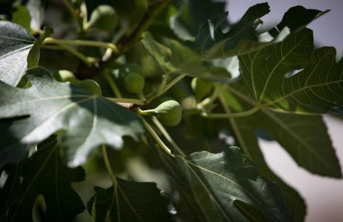 Holiday Home Monika - Foto 81