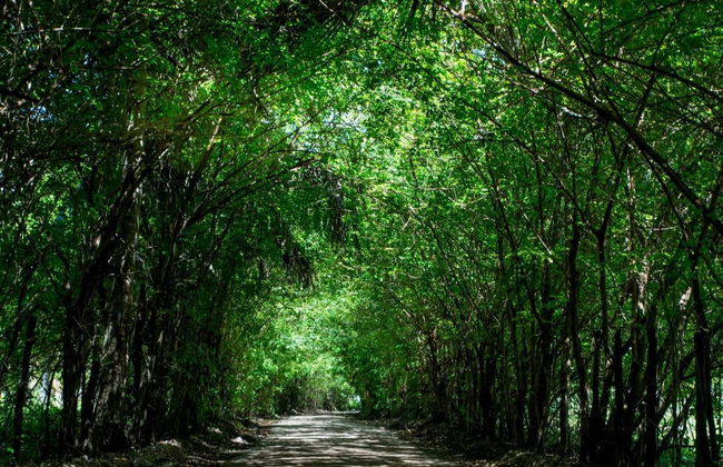 Excursión a São Miguel dos Milagres - Foto 6