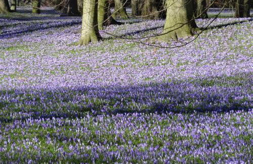 Eider-Daus - Foto 24