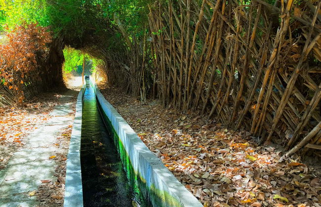 Pica Oasis Hiking Tour - Photo 5