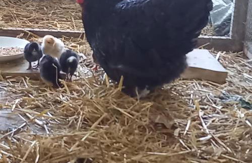 Idyllic apartment in Bavaria, near Munich, Freising, Erding - Foto 11