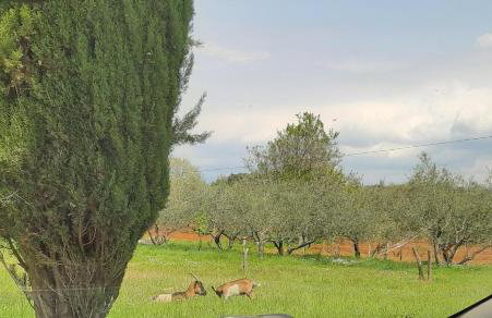 FAMILY APARTMENT ZRNKA s besplatnim parkingom - Photo 63