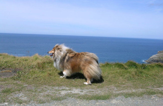Anneth Lowen - Dog-friendly Cottage Boscastle - Foto 31