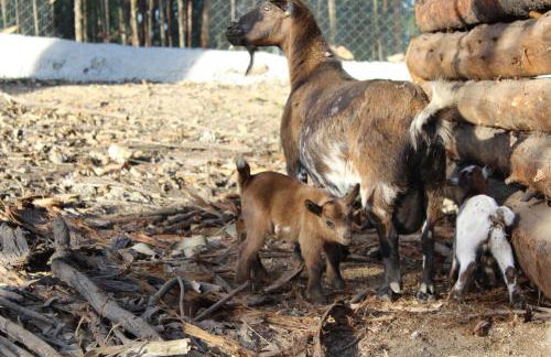 Quintinha Silvestre - Foto 17