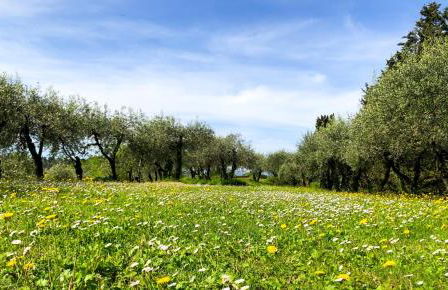 La Tonnaia - Foto 66