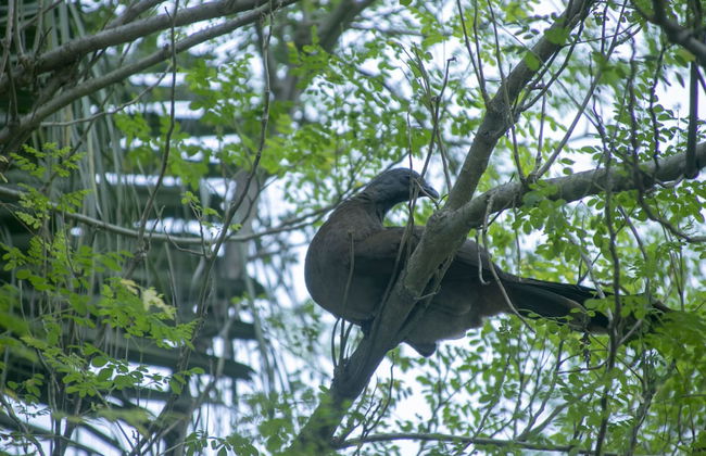 Villas Cabuya Beach & Forest - Foto 54