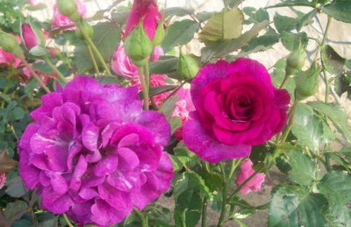 House Veljko - Foto 11