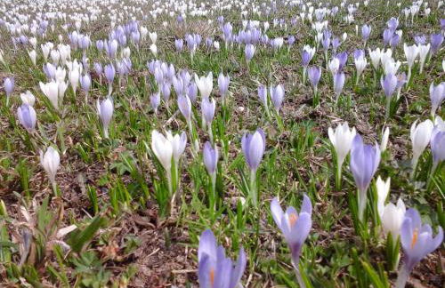 Pension & Appartament Anna - Foto 42