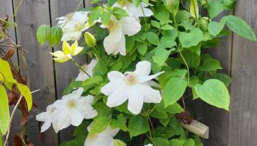 Maison à Lancieux de plain pieds avec cour fermée - Foto 4
