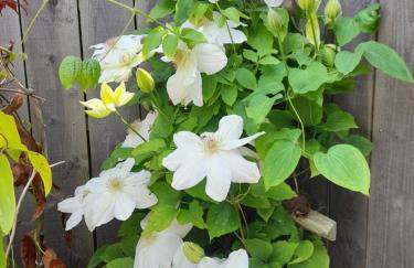 Maison à Lancieux de plain pieds avec cour fermée - Foto 4