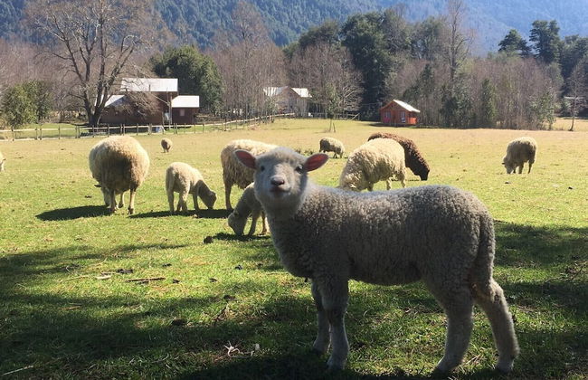 Cabin Chalet Type in Pucon - Photo 9
