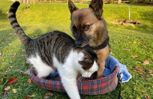 Ferienhaus Napoleon - Foto 34