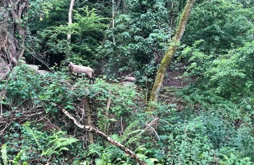 Rhossili Bay Secret - Cabin - Landimore - Foto 78