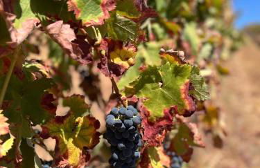 Monte do Zambujeiro - Foto 15