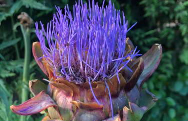 Podere Ghiole - Foto 15