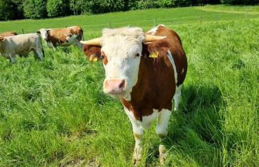 Eiselehof Ferienwohnungen in Alleinlage - Foto 52