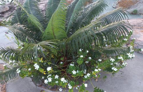 Chácara Sossego - Foto 21