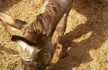 Agriturismo Su Barraccu - Foto 37